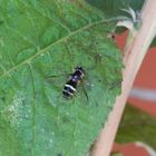 Breitband-Waldschwebfliege (Dasysyrphus tricinctus)