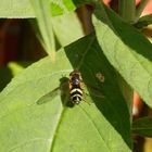 Breitband-Waldschwebfliege (Dasysyrphus tricinctus)