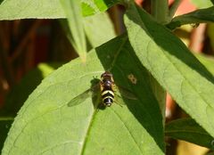 Breitband-Waldschwebfliege (Dasysyrphus tricinctus)