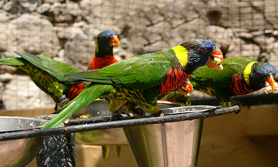 Breitbinden-Allfarblori (Trichoglossus h. haematodus)