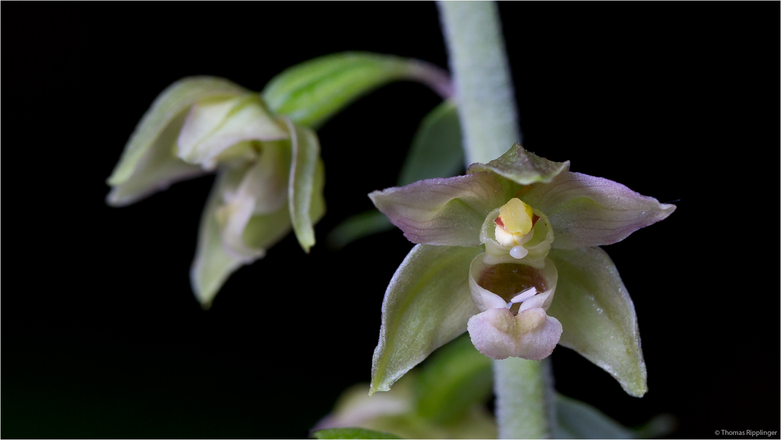 Breitblärige Stendelwurz (Epipactis helleborine). .