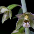 Breitblärige Stendelwurz (Epipactis helleborine). .