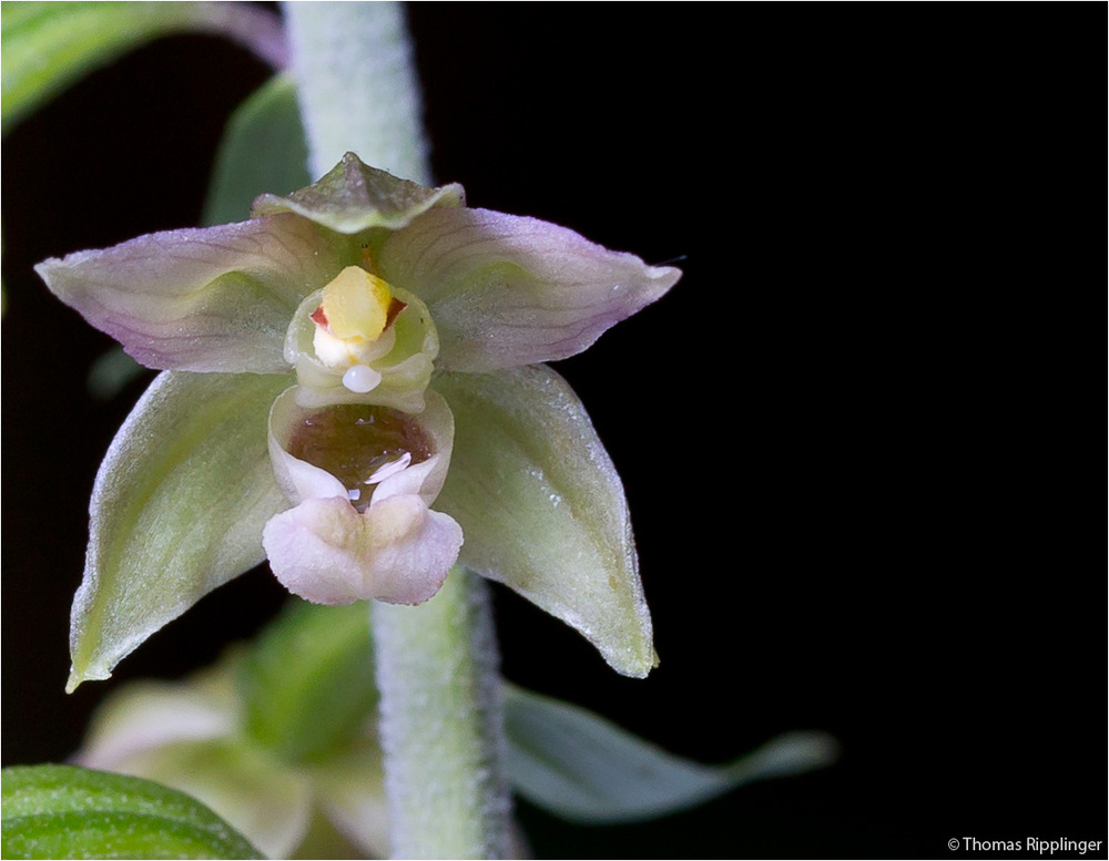 Breitblärige Stendelwurz (Epipactis helleborine)