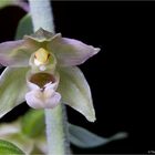 Breitblärige Stendelwurz (Epipactis helleborine)