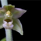 Breitblärige Stendelwurz (Epipactis helleborine). . .....