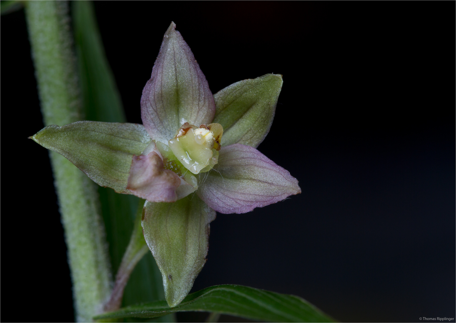 Breitblärige Stendelwurz (Epipactis helleborine).