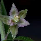 Breitblärige Stendelwurz (Epipactis helleborine).