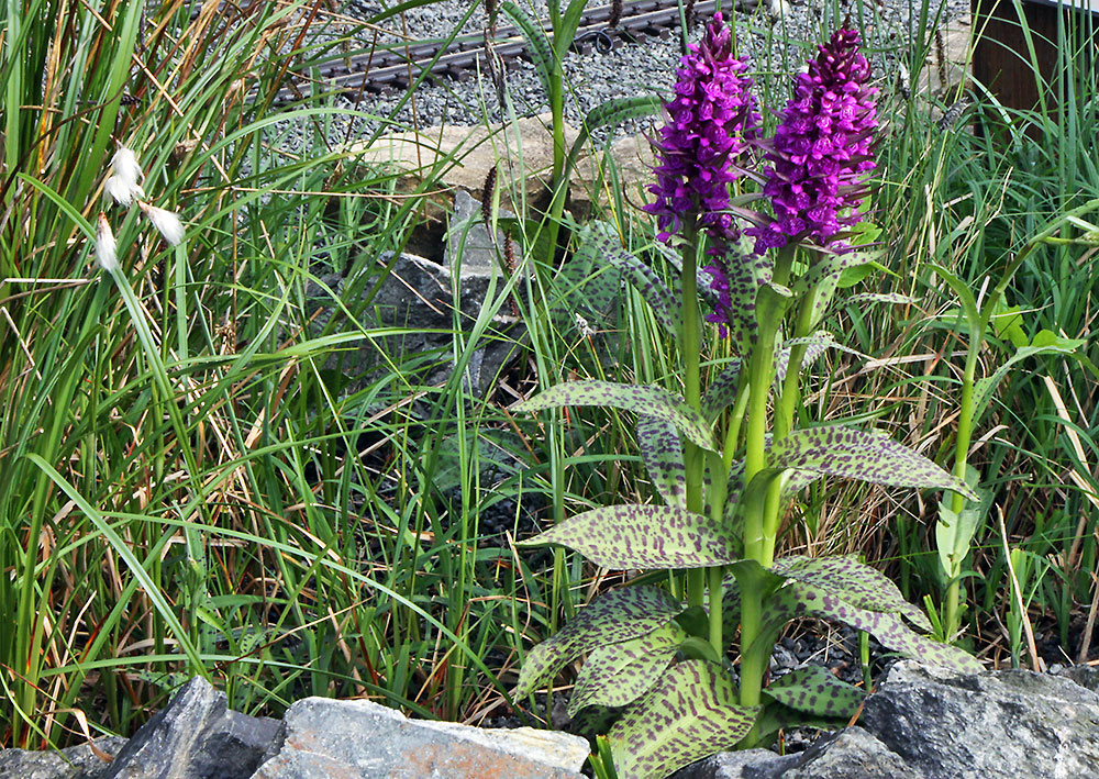 Breitblätrige Orchis in dem Sumpfbiotop