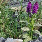 Breitblätrige Orchis in dem Sumpfbiotop