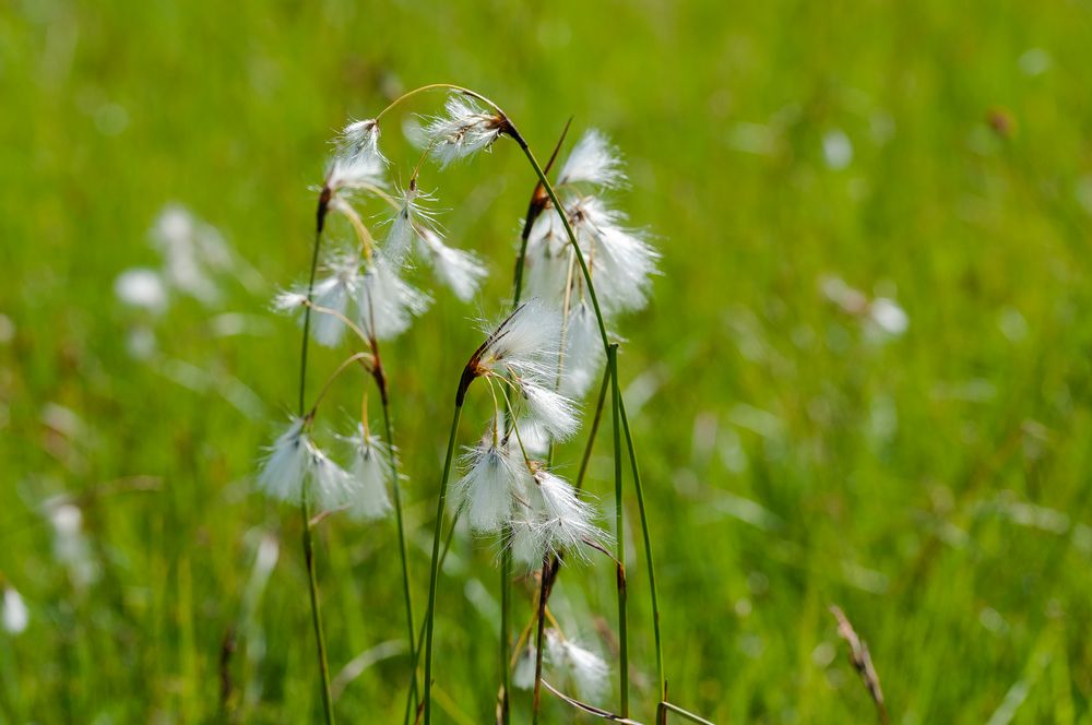 Breitblätteriges Wollgras