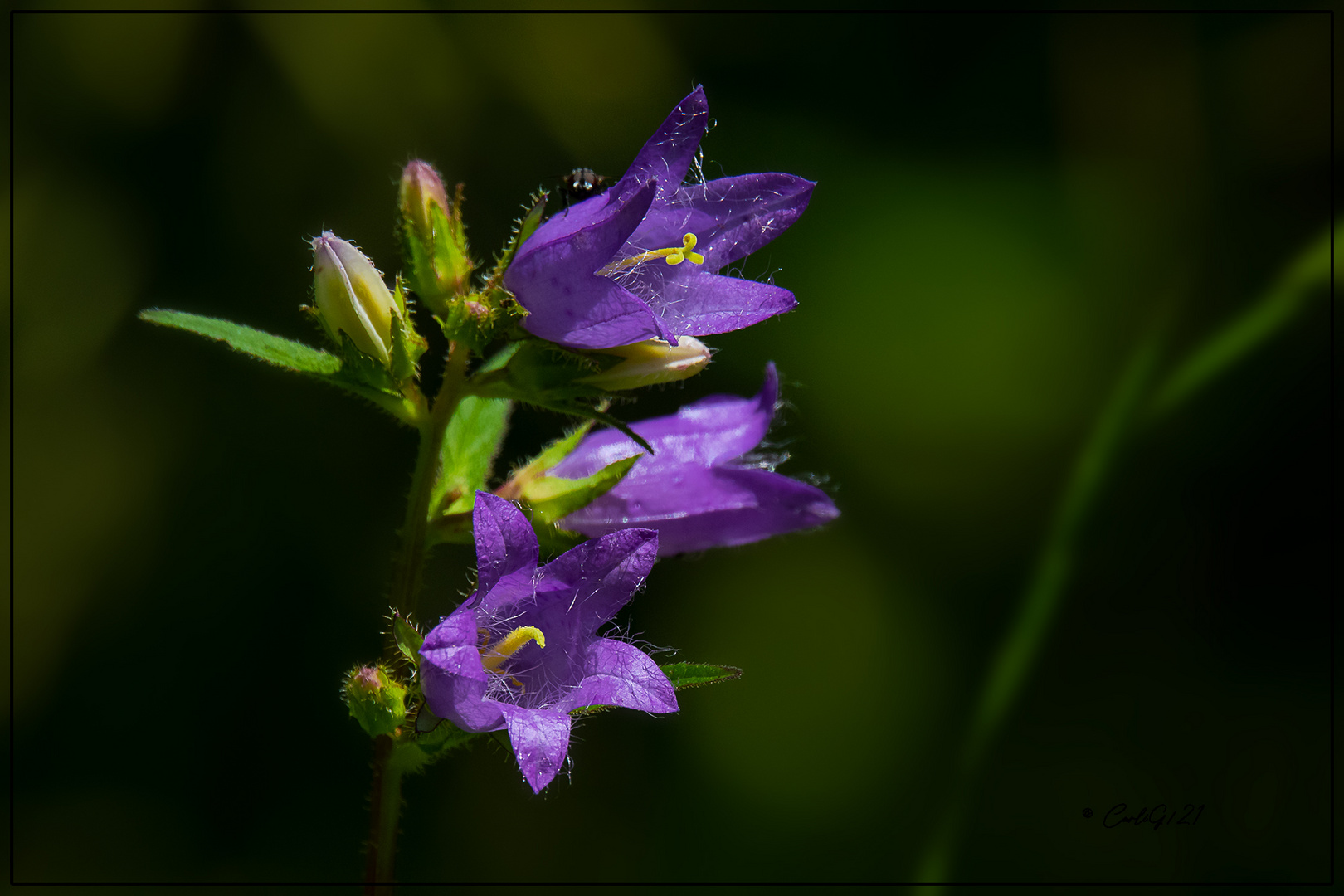 Breitblättrige Glockenblume 