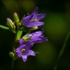 Breitblättrige Glockenblume 