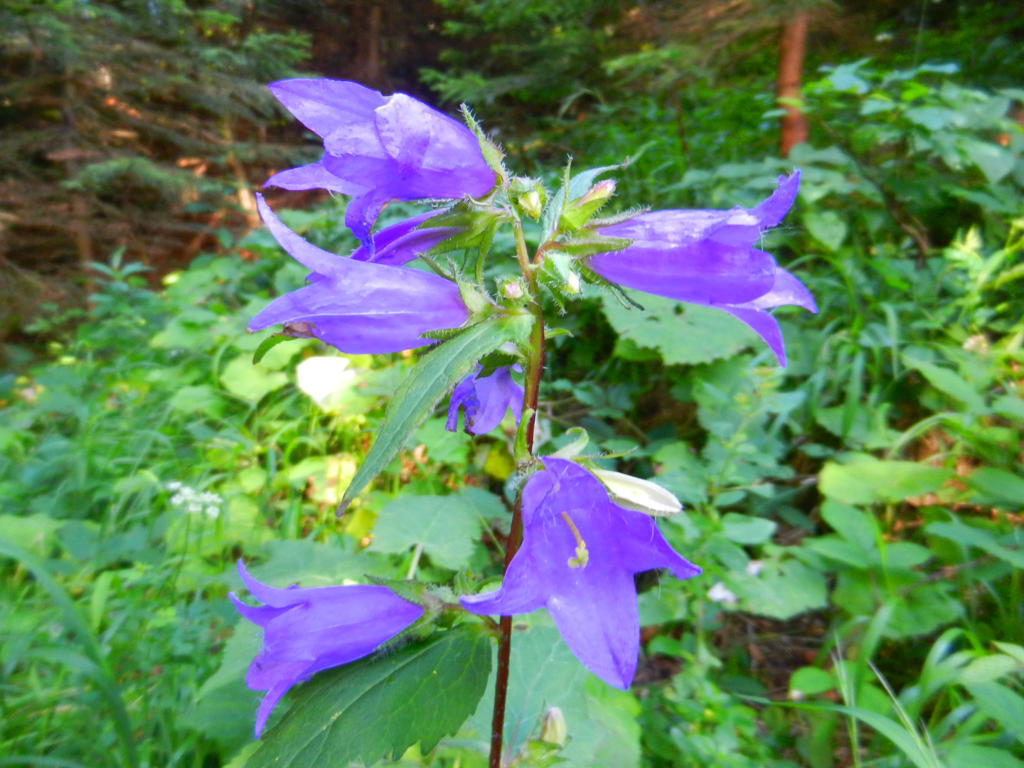 Breitblättrige Glockenblume