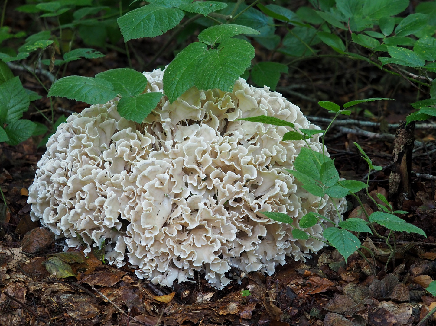 Breitblättrige Glucke (Sparassis brevipes)