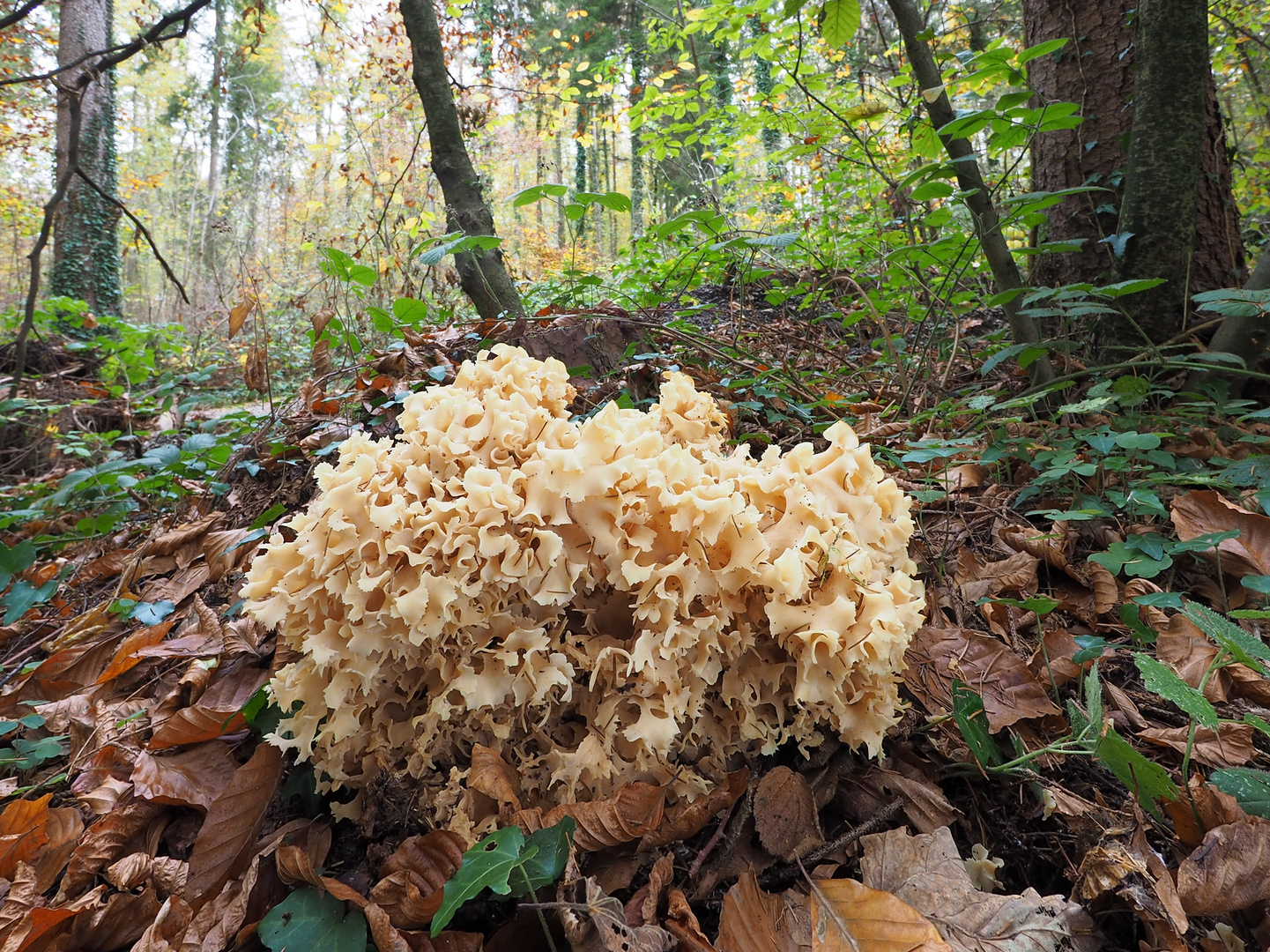 Breitblättrige Glucke (Sparassis brevipes)