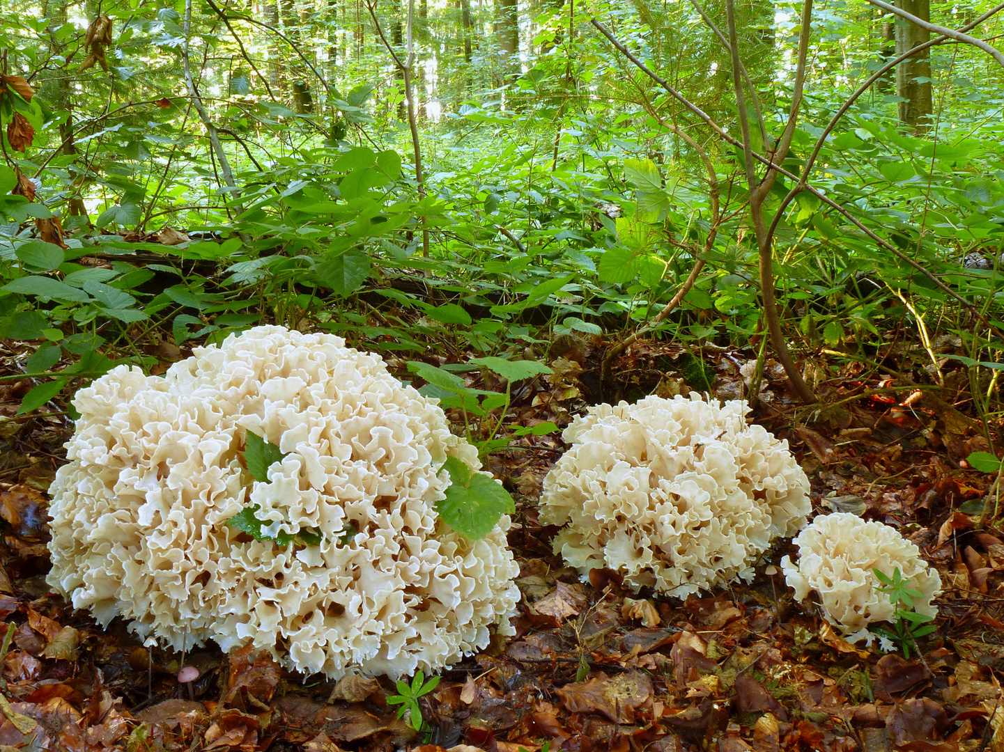 Breitblättrige Glucke (Sparassis brevipes) im Mischwald