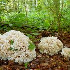 Breitblättrige Glucke (Sparassis brevipes) im Mischwald