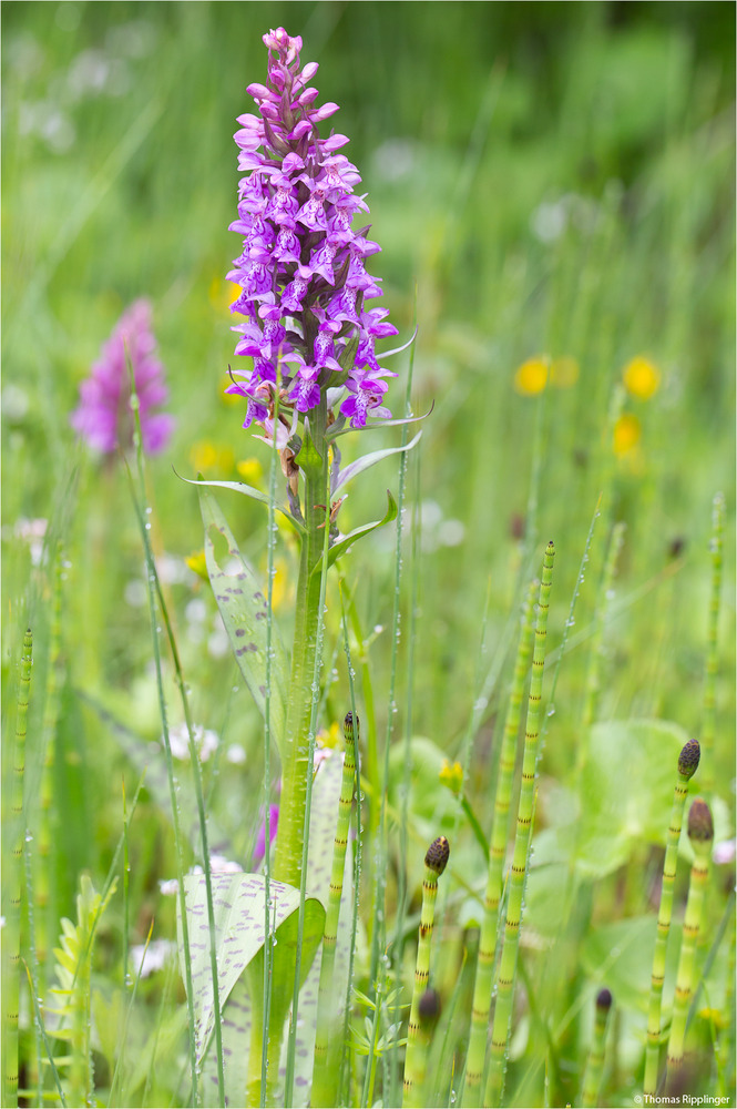 Breitblättrige Knabenkraut (Dactylorhiza majalis) ???