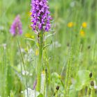 Breitblättrige Knabenkraut (Dactylorhiza majalis) ???