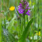 Breitblättrige Knabenkraut (Dactylorhiza majalis)