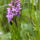 Breitblättrige Knabenkraut (Dactylorhiza majalis) ??