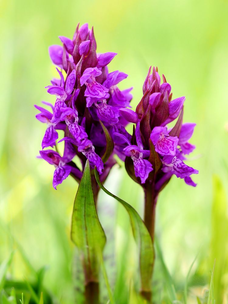 Breitblättrige Knabenkraut (Dactylorhiza majalis)