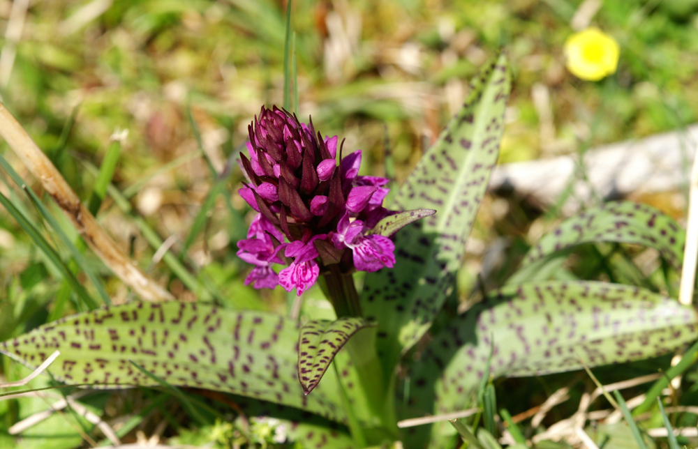 Breitblättrige Orchis