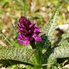 Breitblättrige Orchis