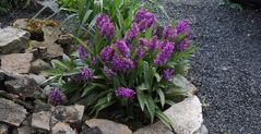 Breitblättrige Orchis -  Dactylorhiza majalis im Alpinum