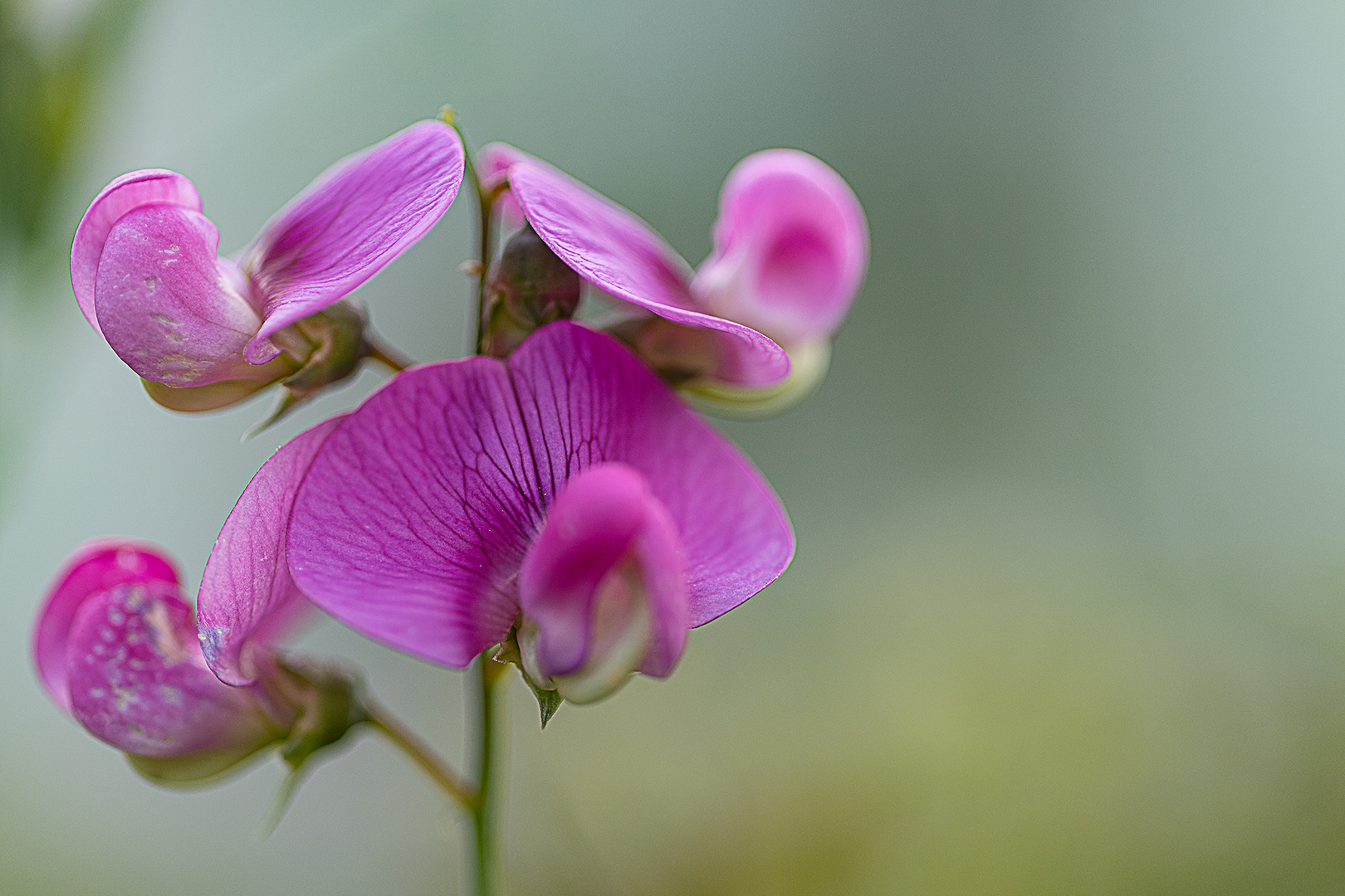 Breitblättrige Platterbse( Lathyrus)