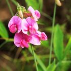 Breitblättrige Platterbse (Lathyrus latifolius)