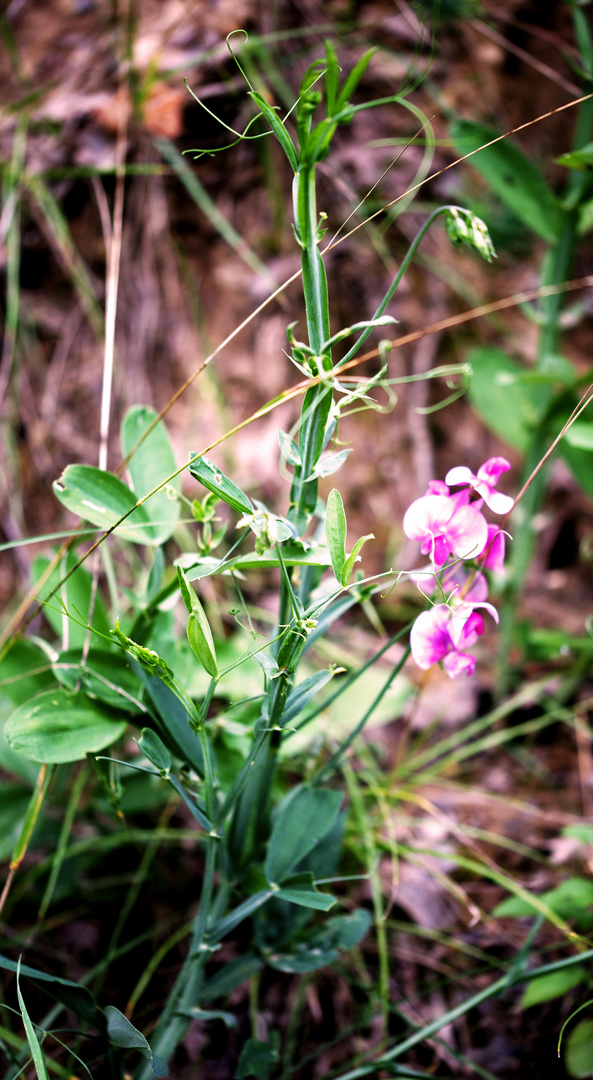 Breitblättrige Platterbse (Lathyrus latifolius)