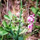 Breitblättrige Platterbse (Lathyrus latifolius)