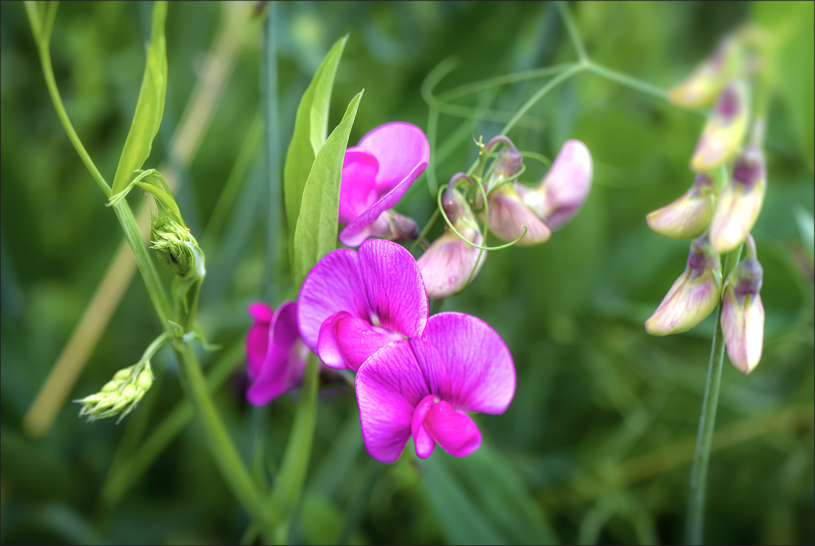 Breitblättrige Platterbse (Lathyrus latifolius)