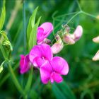 Breitblättrige Platterbse (Lathyrus latifolius)