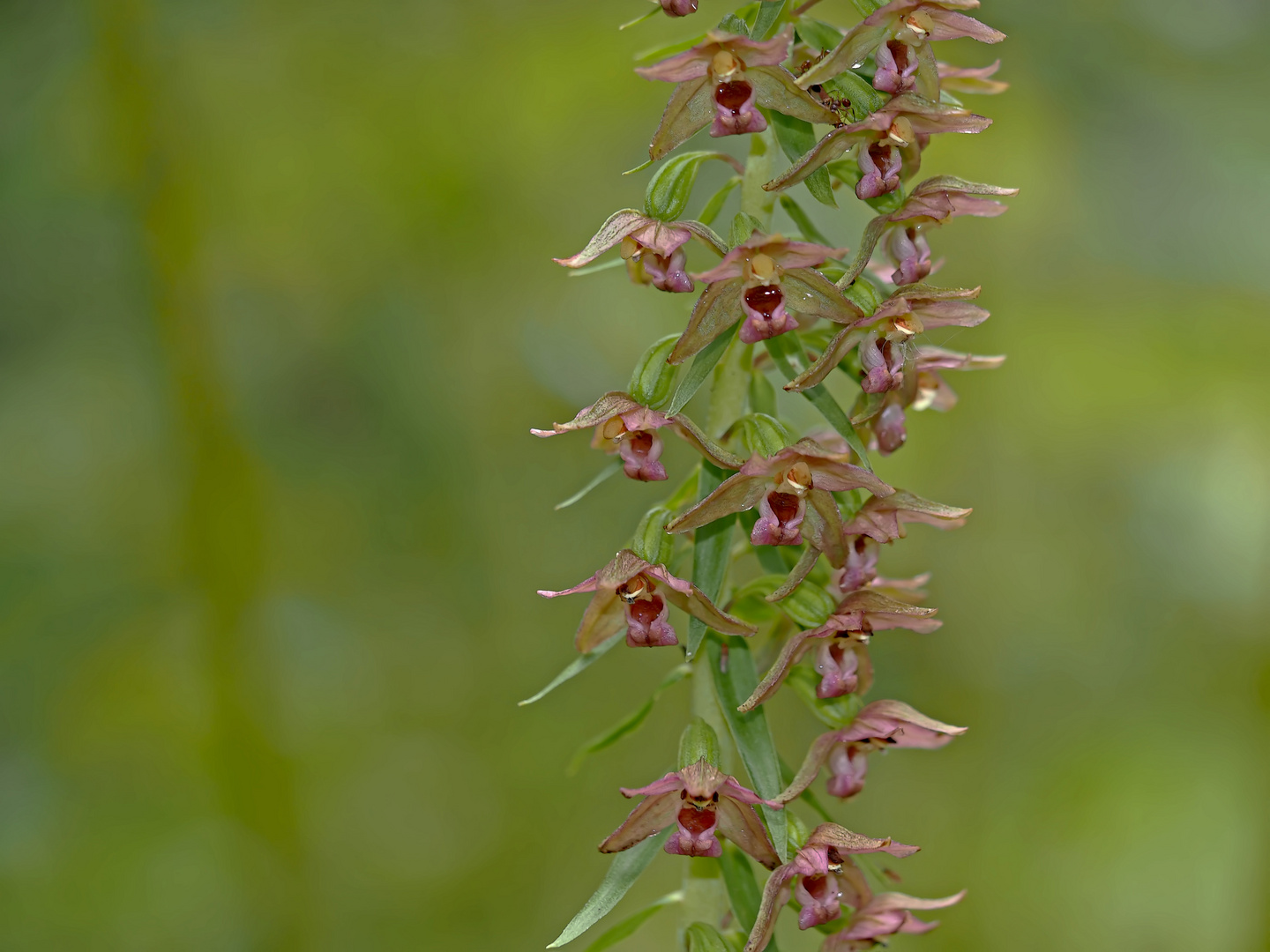 Breitblättrige Ständelwurz (Epipactis helleborine) 