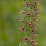 Breitblättrige Ständelwurz (Epipactis helleborine) 