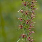 Breitblättrige Ständelwurz (Epipactis helleborine) 