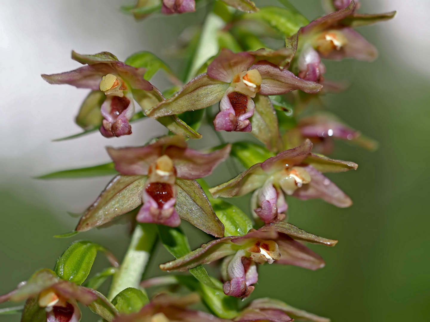 Breitblättrige Ständelwurz (Epipactis helleborine) 