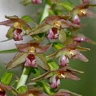 Breitblättrige Ständelwurz (Epipactis helleborine) 