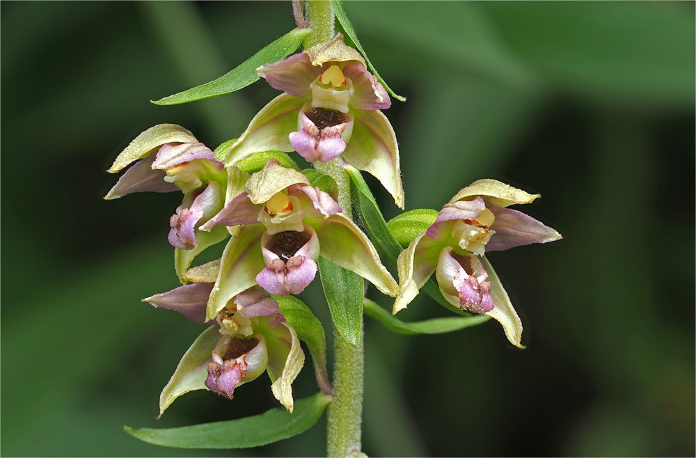 Breitblättrige Stendelwurz Foto & Bild makro, natur, nahaufnahme