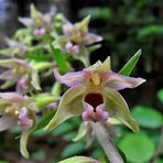 Breitblättrige Stendelwurz - eine Orchidee