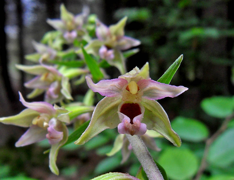 Breitblättrige Stendelwurz - eine Orchidee