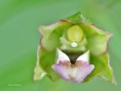 Breitblättrige Stendelwurz, Einzelblüte