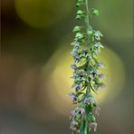 breitblättrige stendelwurz (Epipactis helleborine) 01/13