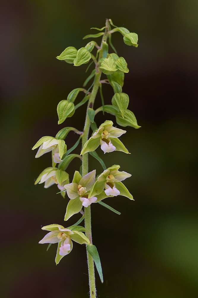 Breitblättrige Stendelwurz (Epipactis helleborine)