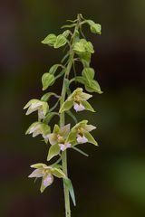 Breitblättrige Stendelwurz (Epipactis helleborine)