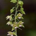 Breitblättrige Stendelwurz (Epipactis helleborine)