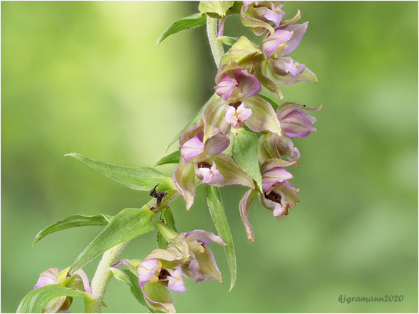 breitblättrige stendelwurz (epipactis helleborine)....