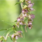 breitblättrige stendelwurz (epipactis helleborine)....